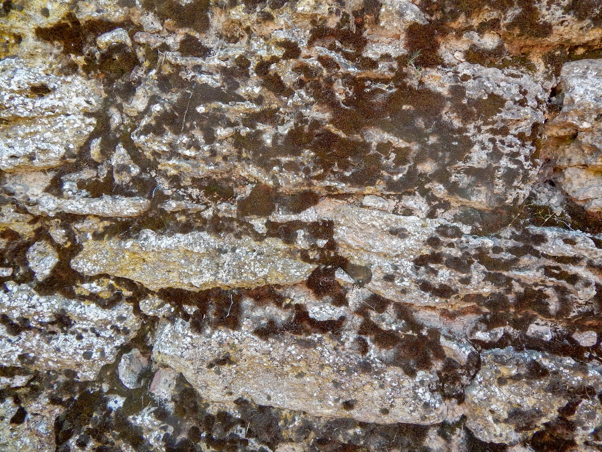 Coquina-like shell rock texture close-up