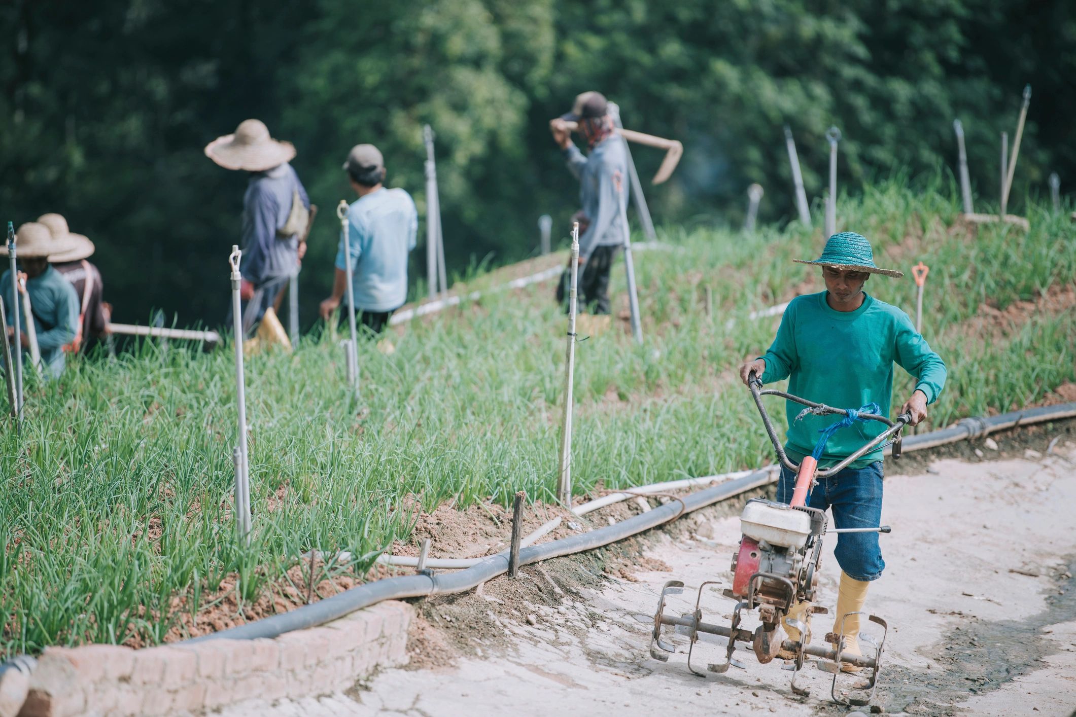 Fieldwork scene representing global origins and sourcing