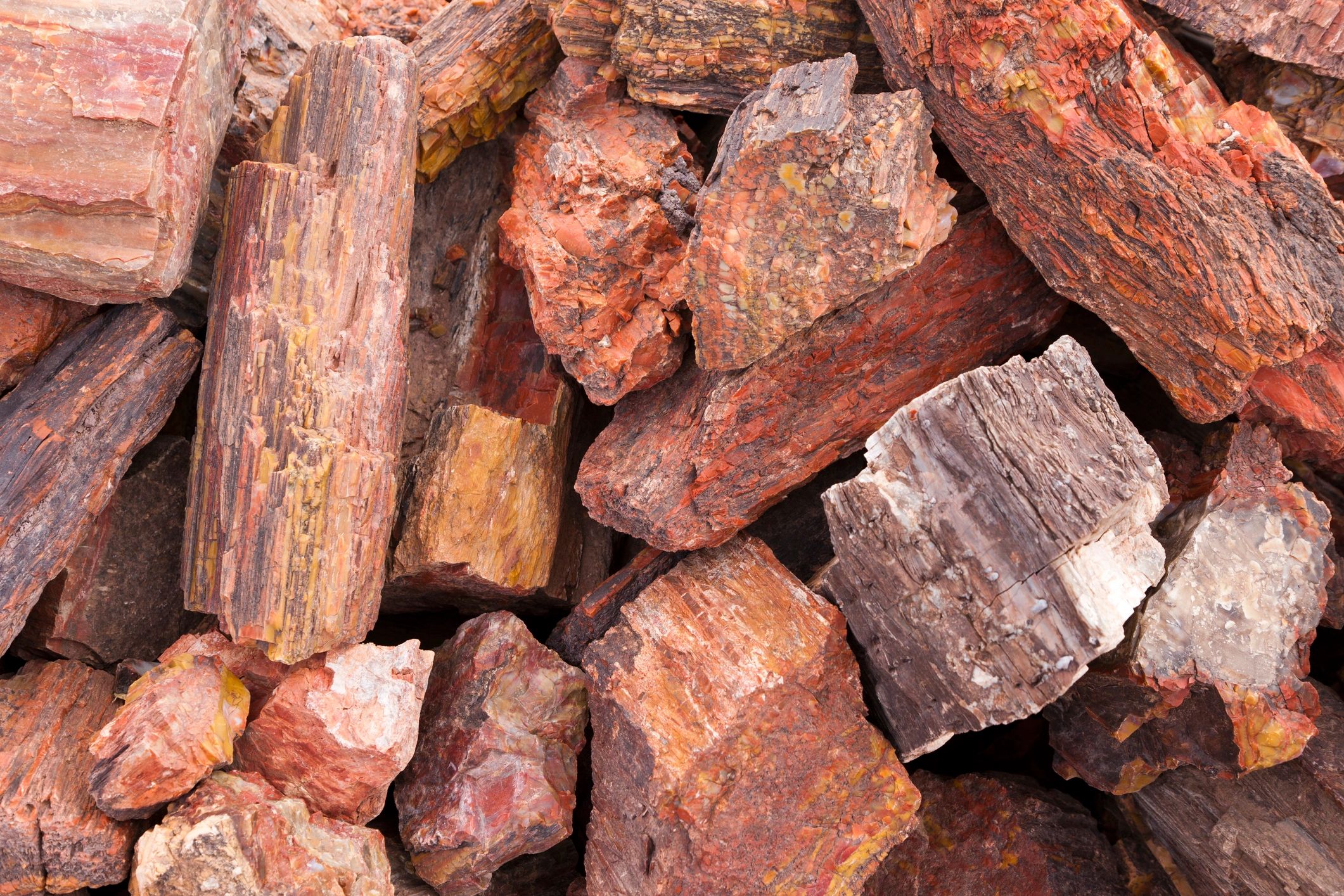 Petrified wood pieces showing mineralized grain