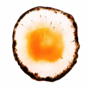 Petrified wood slice cross-section slab on neutral background