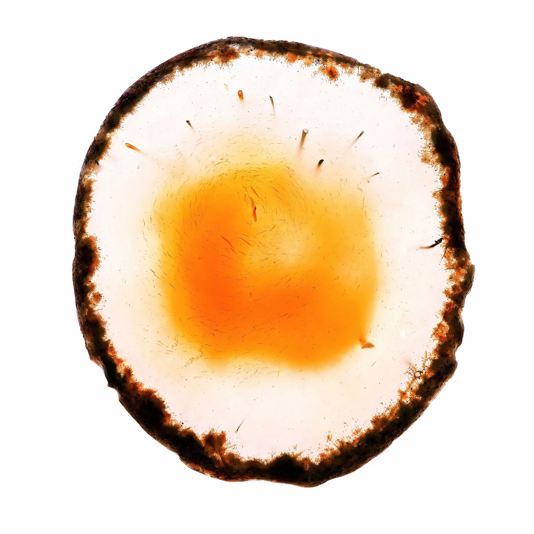 Petrified wood slice cross-section slab