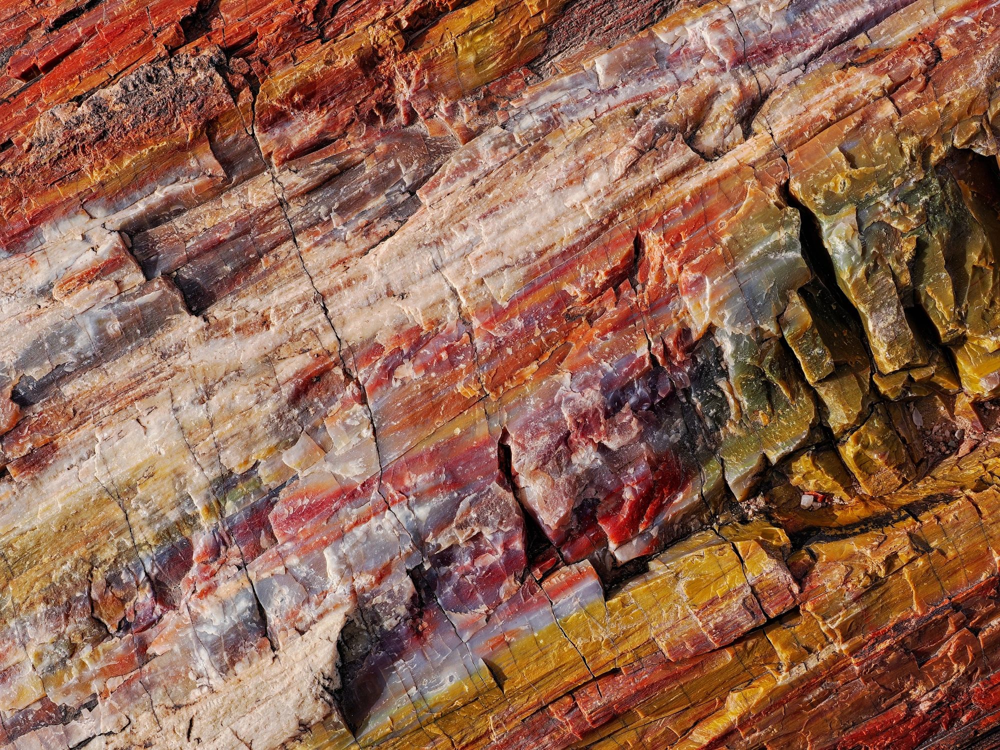 Colorful petrified wood texture close-up