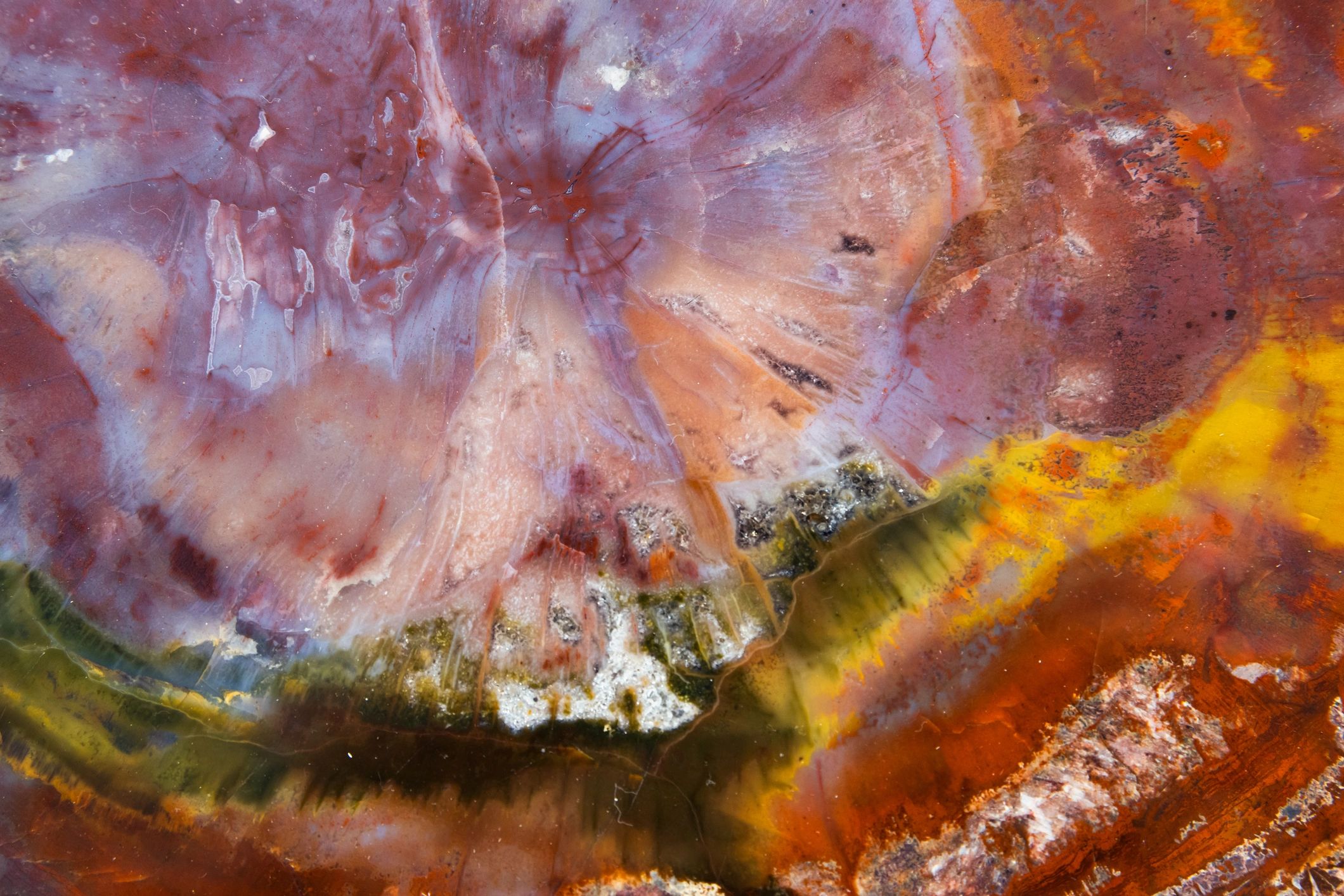 Polished petrified wood slice macro texture