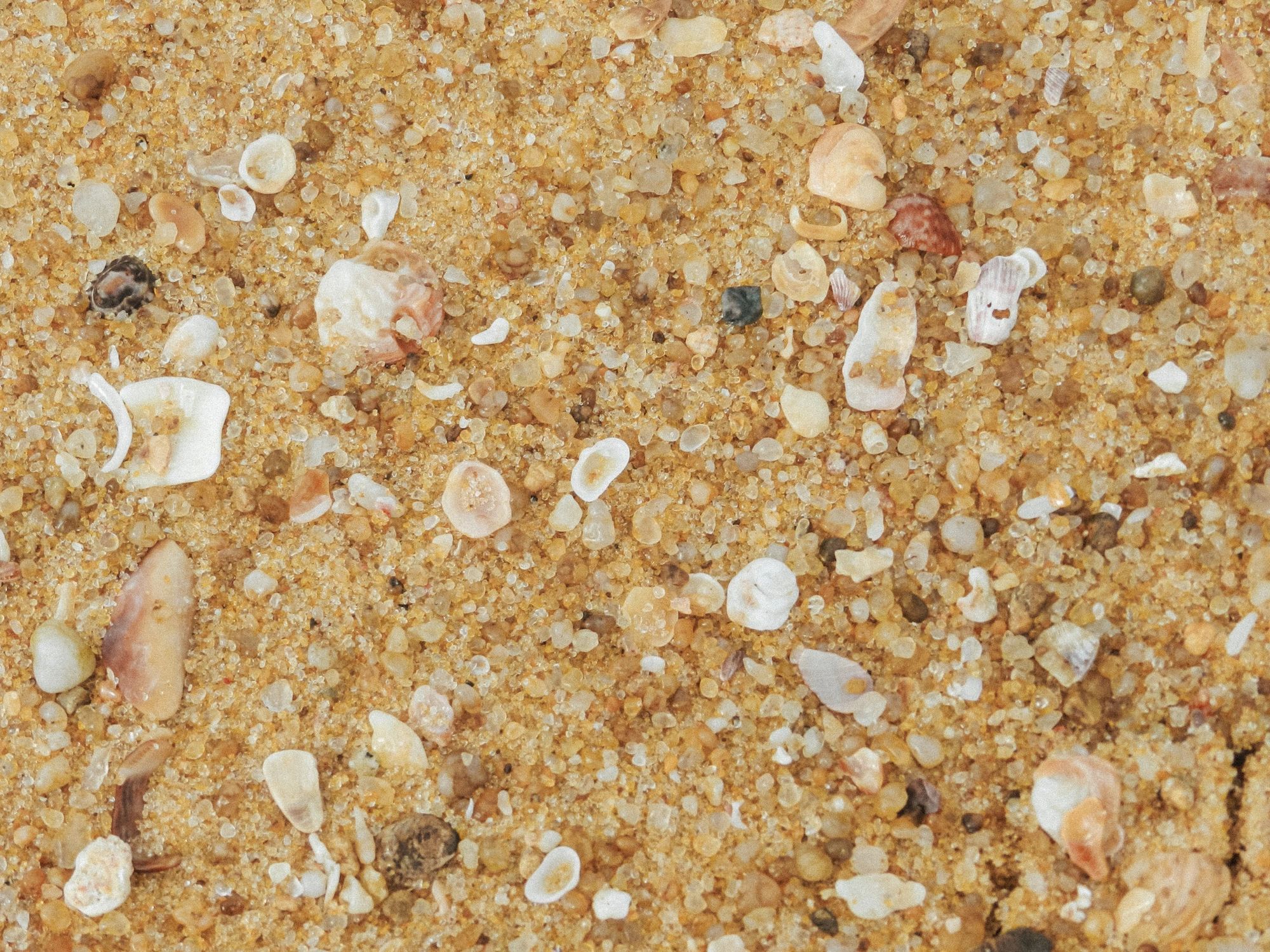Sand crystals and seashell fragments close up