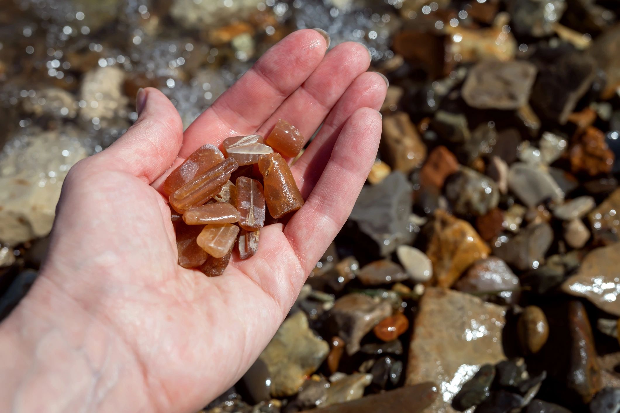 Fossilized belemnites held in a hand