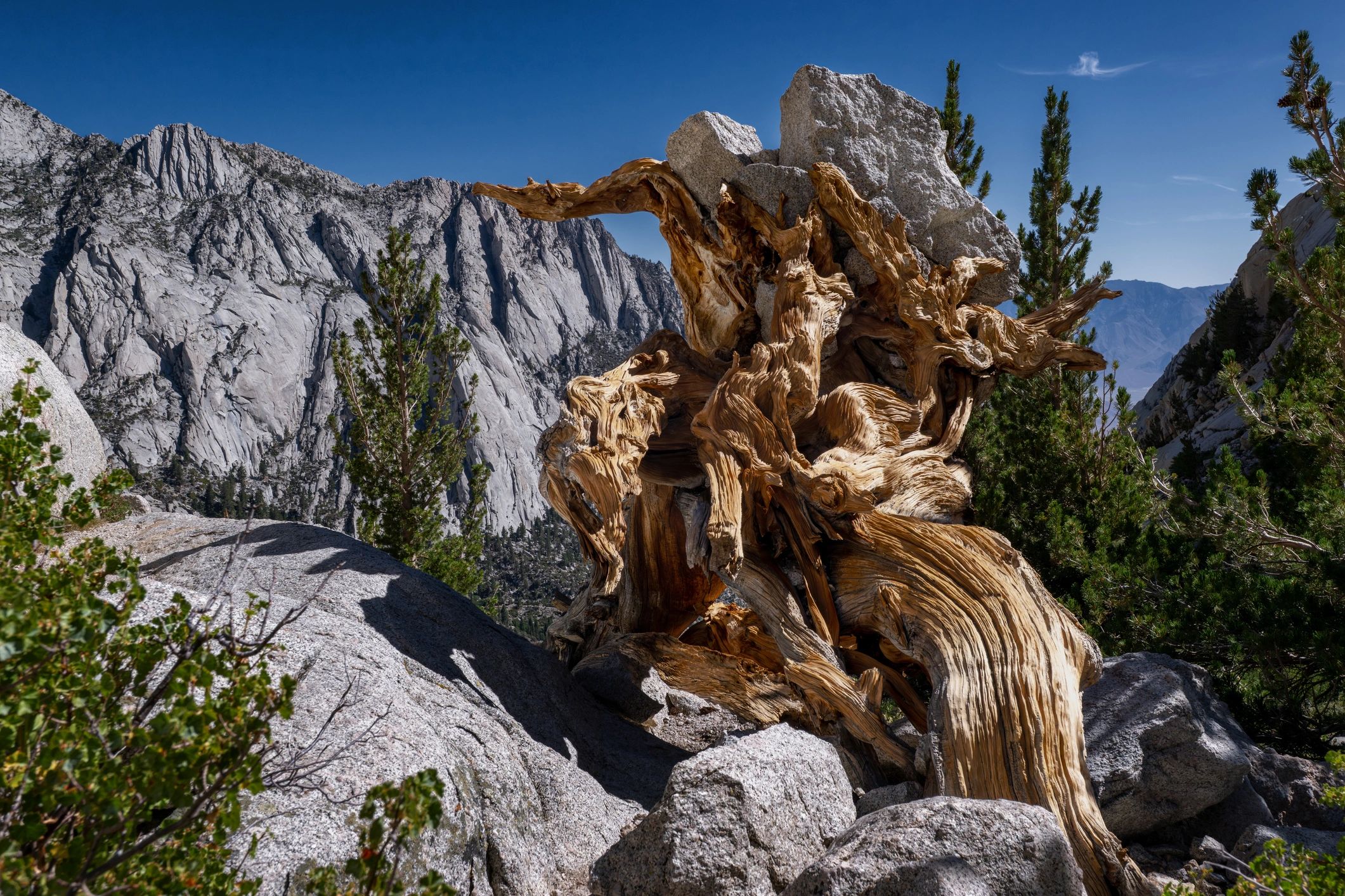 Granite boulder and weathered alpine wood on a high mountain trail