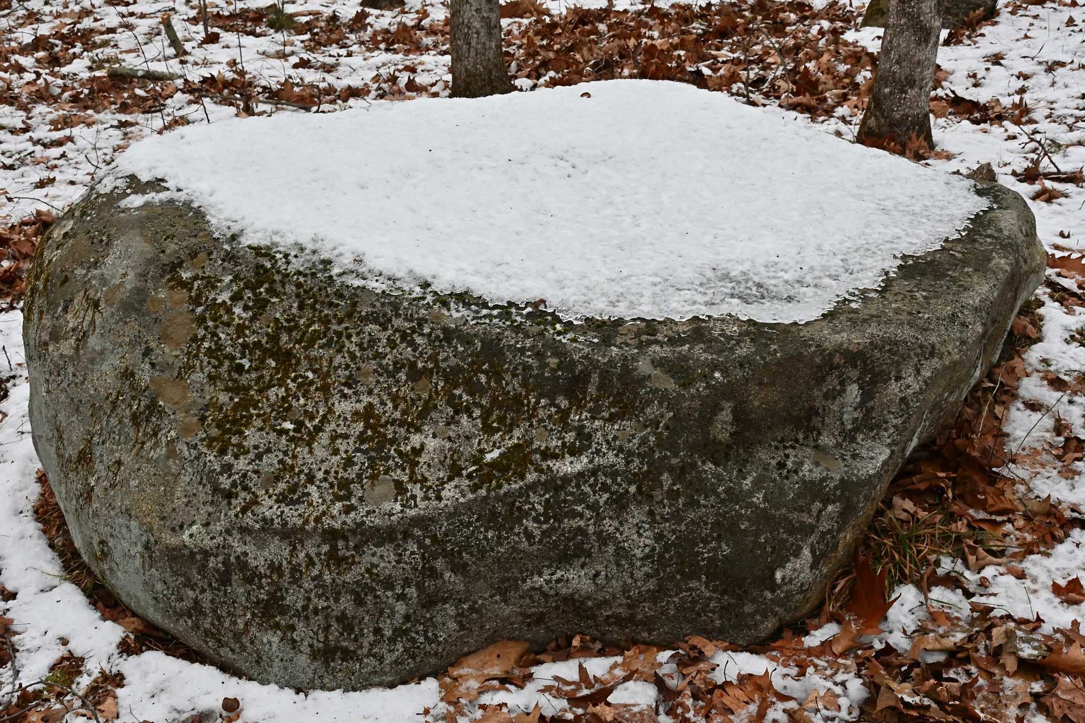 Snow-dusted granite boulder in Connecticut woods (glacial erratic)