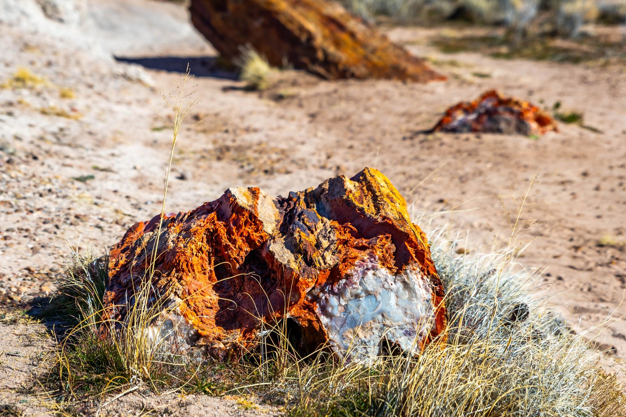 Petrified wood close-up with vivid mineral colors