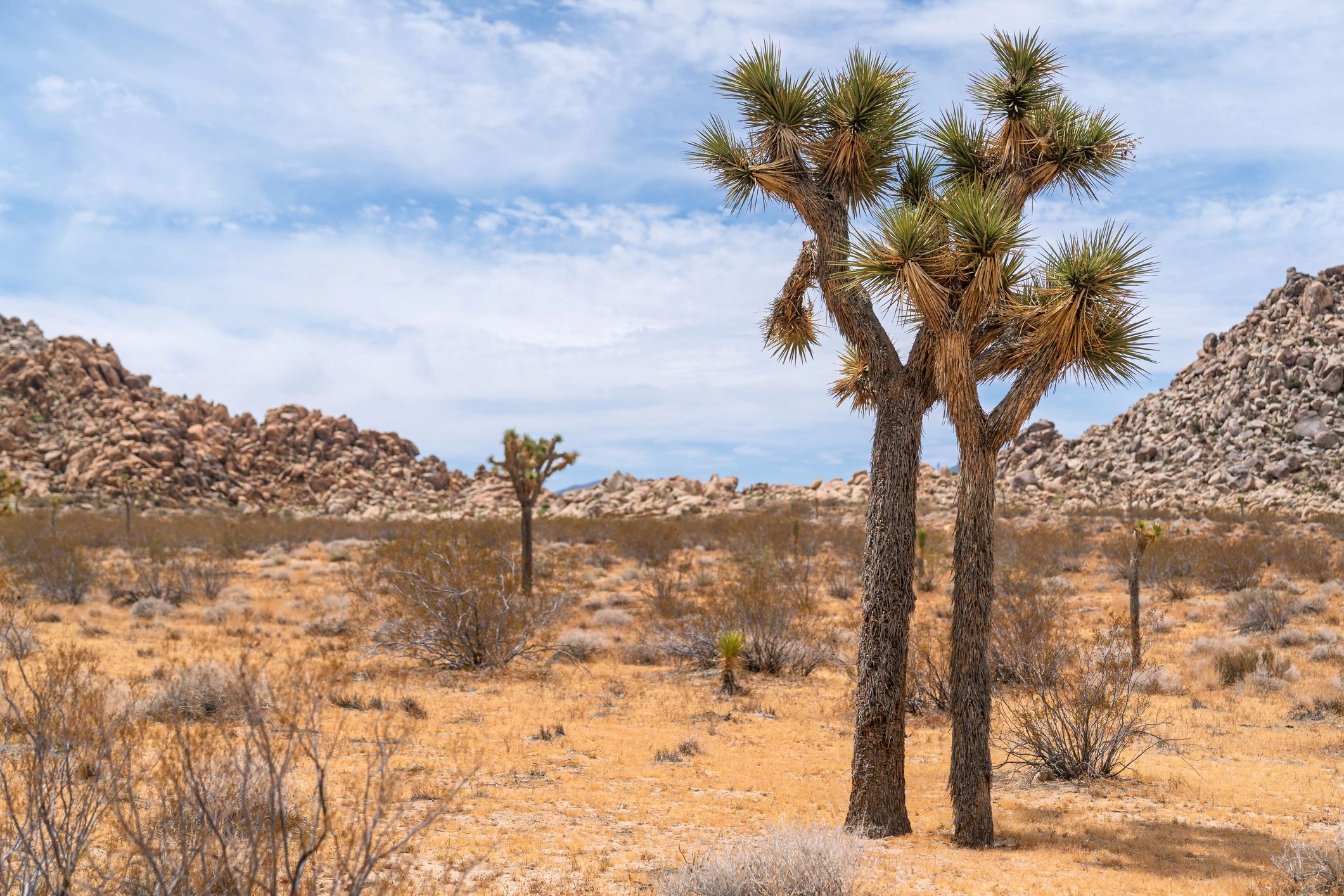 Joshua Tree National Park landscape with boulder hills