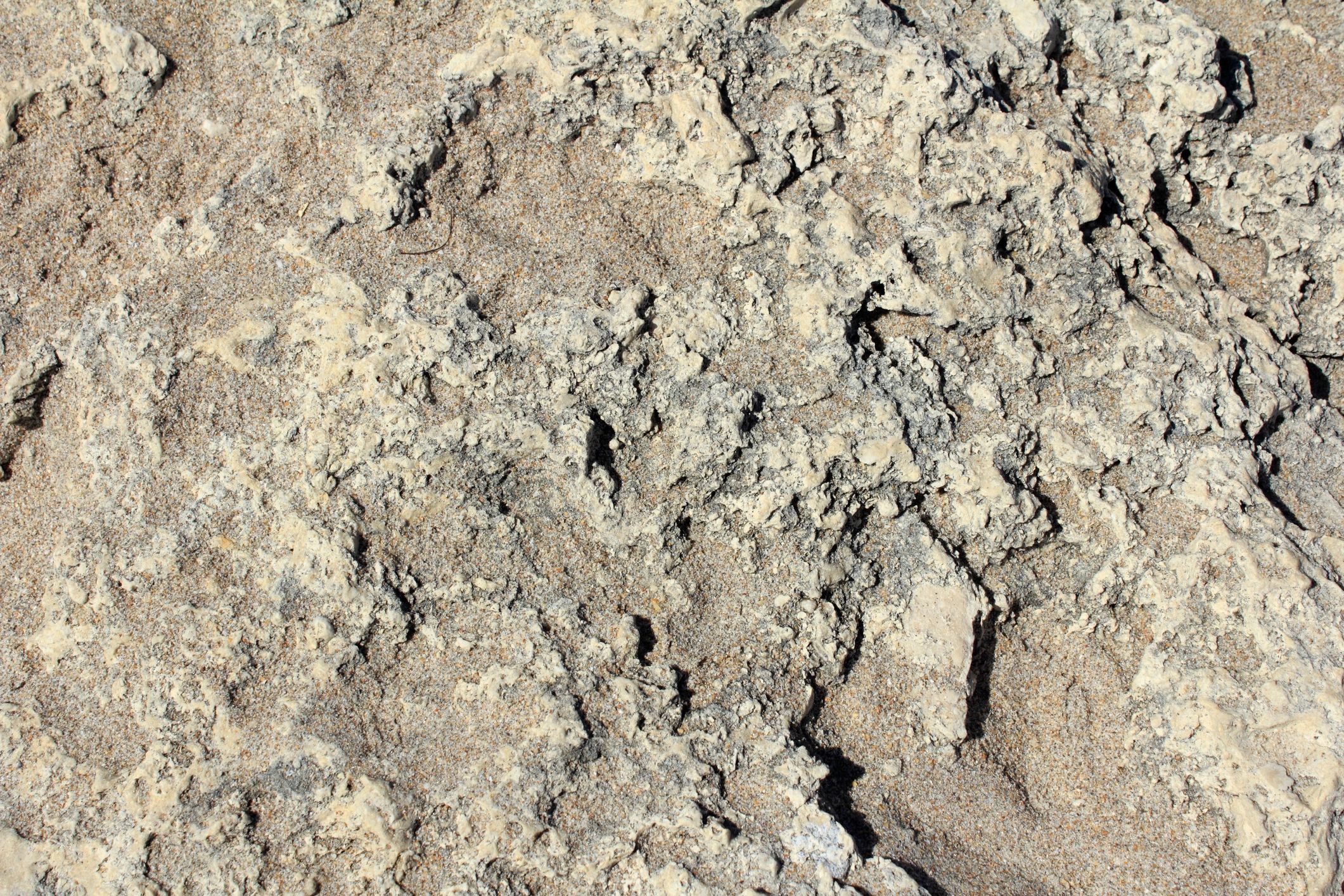 Close-up of Florida sea rock and coral texture