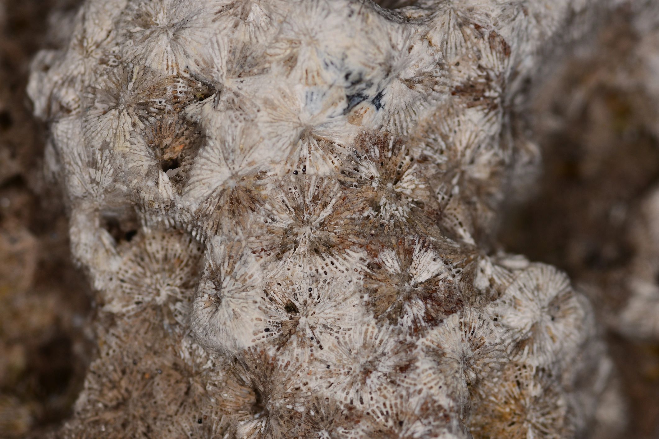 Macro view of fossilized coral texture from North Florida